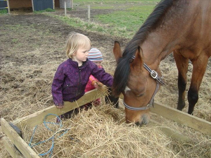 Dansk Varmblod Stenkærgårds Tresor billede 4