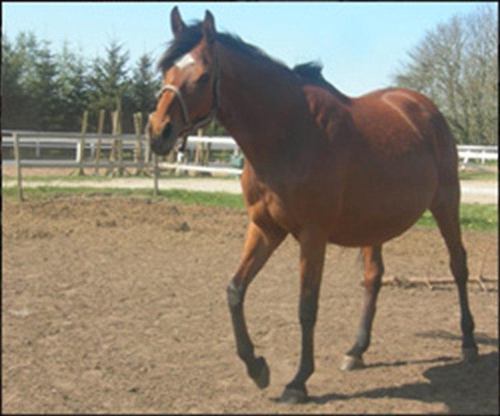 Dansk Varmblod Stenkærgårds Tresor billede 5