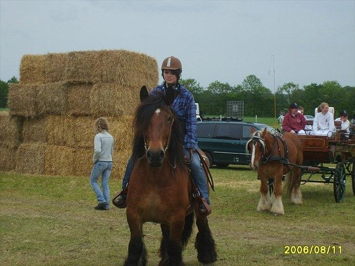 Jyde Hans - Gl. Estrup dyrskue, 2011. Opvisning med Jyder. billede 20