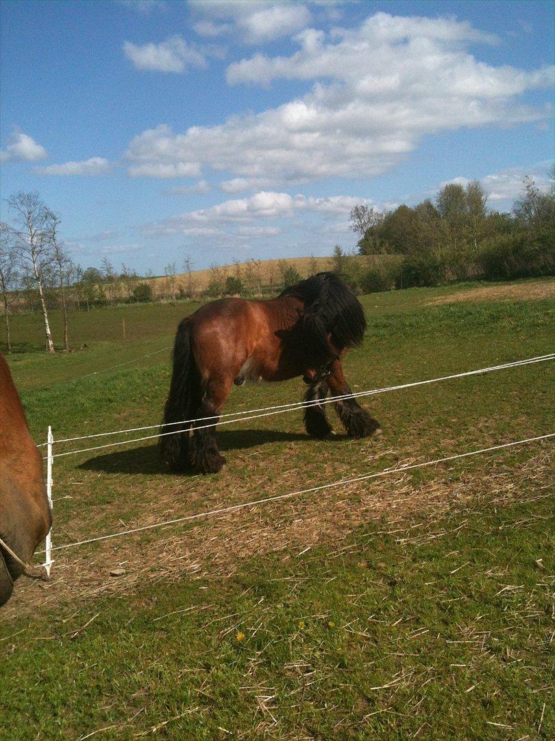 Jyde Hans billede 21