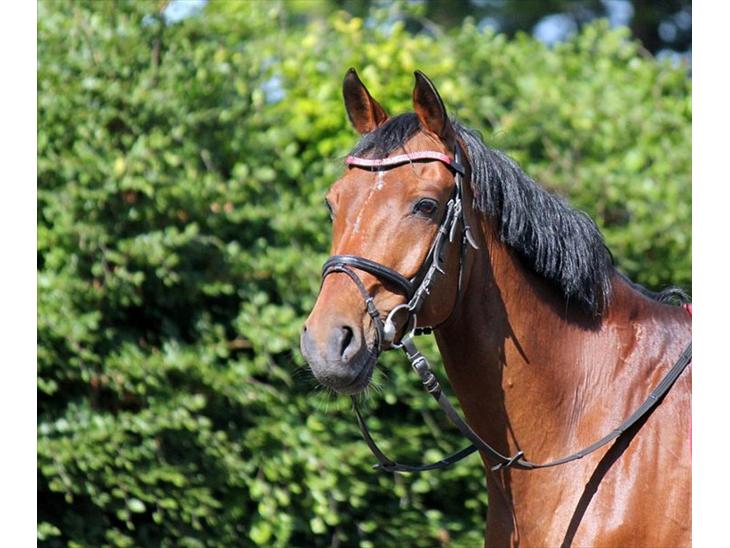 {{currentPhoto.altText}} billede {{currentPhoto.number}}