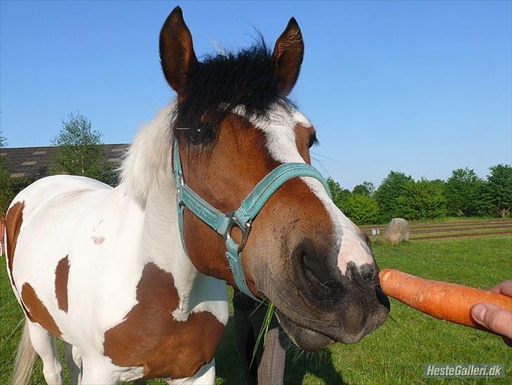 {{currentPhoto.altText}} billede {{currentPhoto.number}}