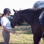 Dansk Varmblod Dixon