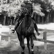 Dansk Varmblod Dixon