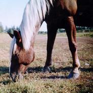 Anden særlig race Marren