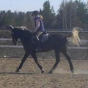 Anden særlig race Marren