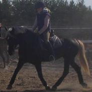 Anden særlig race Marren