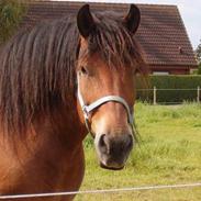 Belgier Samson