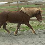 Islænder Kjarni fra Hjardemål