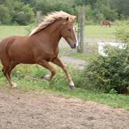 Islænder Kjarni fra Hjardemål