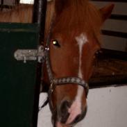 Islænder Kjarni fra Hjardemål