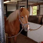 Islænder Kjarni fra Hjardemål