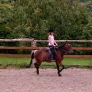 Dartmoor Edermann ronda/mickey