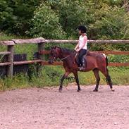 Dartmoor Edermann ronda/mickey