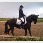 Dansk Varmblod Scarlet