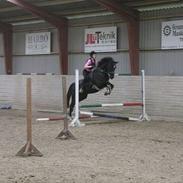 Dansk Varmblod Scarlet