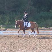 Anden særlig race Beauti - SOLGT !