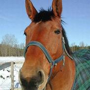 Svensk Varmblod Mister McKay