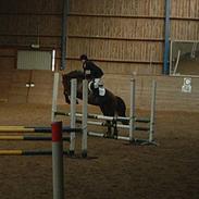 Svensk Varmblod Mister McKay