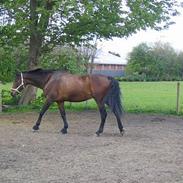 Dansk Varmblod Oliver