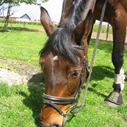 Dansk Varmblod Oliver