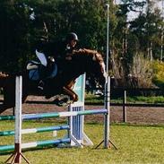 Anden særlig race Irish Duke (Solgt)