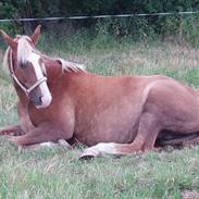 Palomino La Luna 