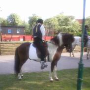 Islænder Tjaldur fra Gudenådalen