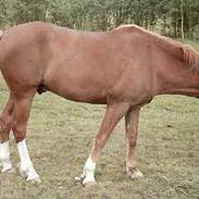 Frederiksborg Nemesis