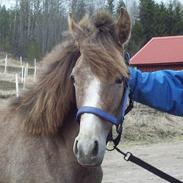 Anden særlig race Trisse