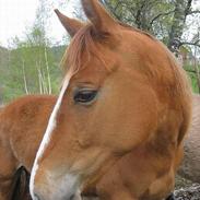 Anden særlig race Freja