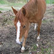 Anden særlig race Freja