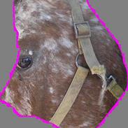 Knabstrupper Cassiopeia