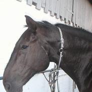 Anden særlig race Shamran