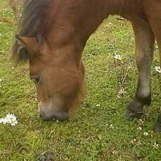 Anden særlig race StellaBella