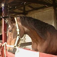 Anden særlig race Rollo † 2004 †