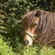 Anden særlig race Marie † 2005 †
