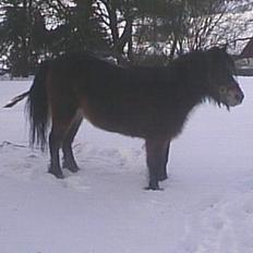 Anden særlig race Marie † 2005 †