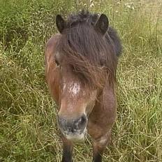 Anden særlig race Marie † 2005 †