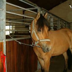 Anden særlig race Robin Hood