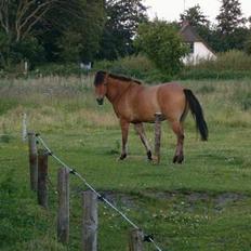 Anden særlig race Robin Hood
