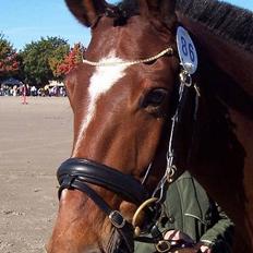 Anden særlig race Luna