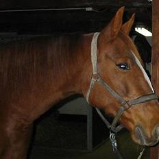 Traver Gabriella Safir