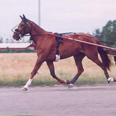 Traver Gabriella Safir