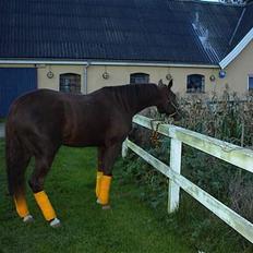 Traver Gabriella Safir