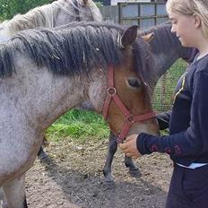 Welsh Mountain (sec A) Mille