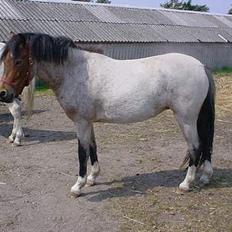 Welsh Mountain (sec A) Mille