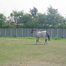 Welsh Mountain (sec A) Mille