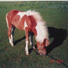 Islænder Skeifa fra Vium