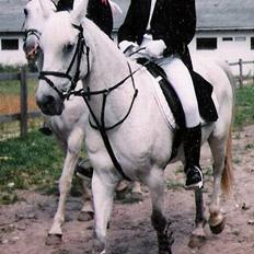 Shagya Araber (SH) Lady (Love of my life!)